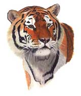 Tiger (43,851 bytes)