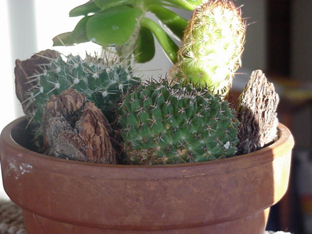 Dustin's Cacti