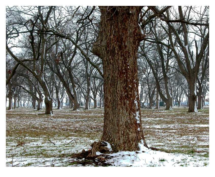 Pecan Grove in Winter