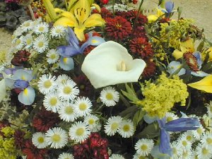 Close-up of flowers