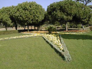 Star garden near parking lot