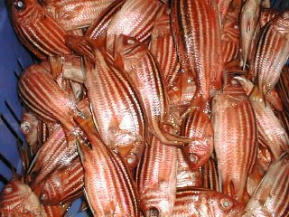 Fish in Souk