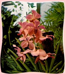 Orquidea de PR