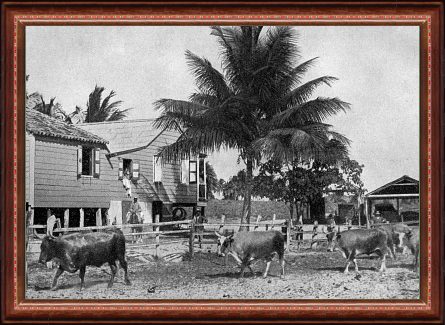 Cattle Ranch near Barceloneta, Puerto Rico