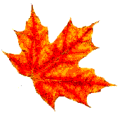 An autumn leaf