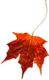 red leaf