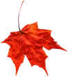 red leaf