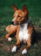 basenjis, the barkless dogs