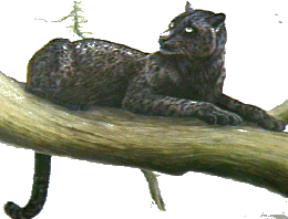 black leopard in a tree