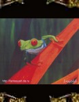 red eyed frog