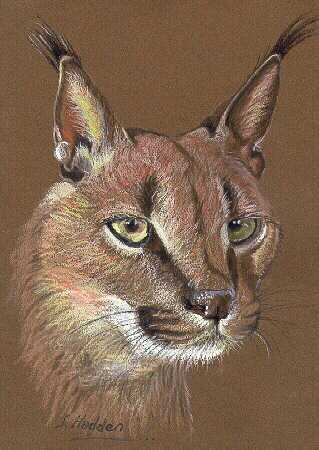 Caracal