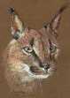 Caracal