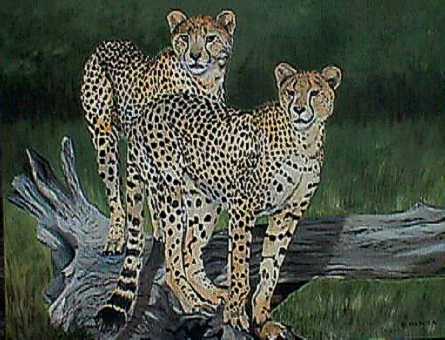 Pair of Cheetah