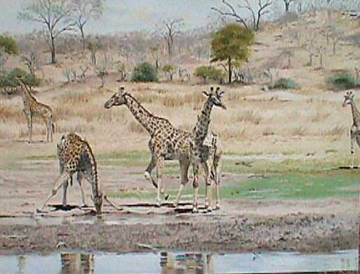 Giraffe drinking at waterhole