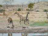 Herd of giraffe at watering hole.