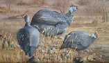 Guineafowl