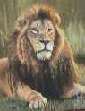 Lion (King of the Jungle)