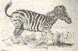 Zebra Running