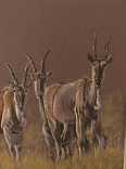 Eland