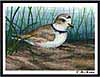 Piping Plover