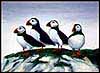 Atlantic Puffins