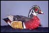 Woodduck Decoy