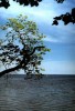 The Baltic Sea, as seen from Peterhoff Down Park, Russia, 1998