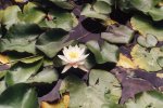 Lotus thermalis, Felix- Oradea (hope they are still there)