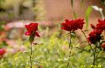 Courtyard flowers :-)