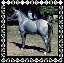 My Sire