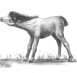 foal2.gif (6855 bytes)