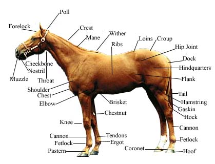 Points of horse