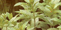 Mentha spicata