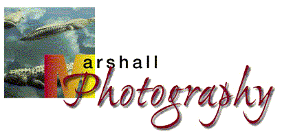 [Marshall Photography logo]