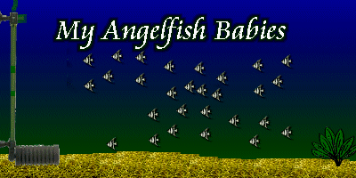 myangelfisbabies7.gif