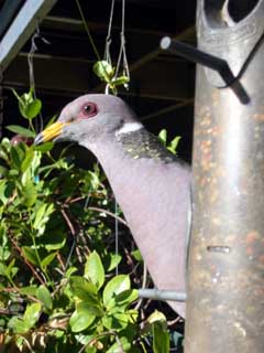 Band-Tailed Pigeon