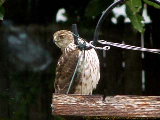 Too bad we can't get a picture of The Hawk while hunting.