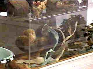 Glass-Encased Otter