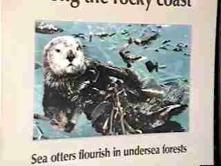 Flourishing Otter