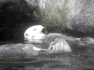 Flesh 'n Blood Otters at the Aquarium