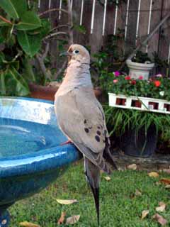 Pigeon on birdbath