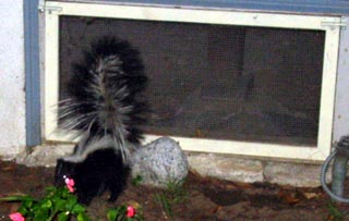 unfriendly skunk