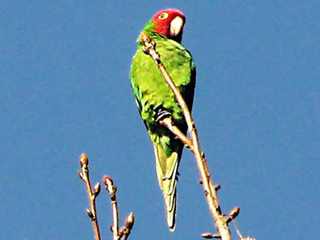 a member of a flock of escaped former pet parrots