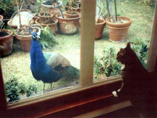 Mr. P & Big Boy - Just after we moved - hence all the pots in the backyard.