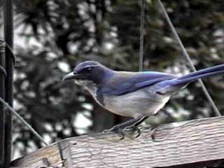 The Scrub Jay of Happiness