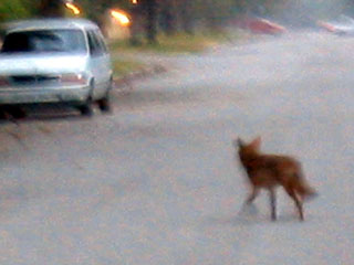 Coyotes do not like to have their picture taken