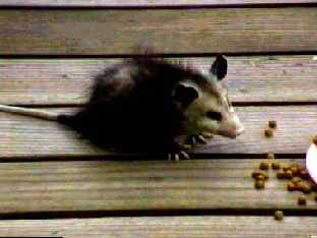 Baby Oppossum - Cute AND Ugly