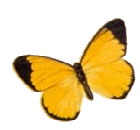 butterflyl