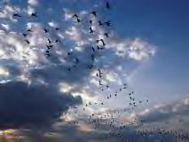 Multitude of birds taking off