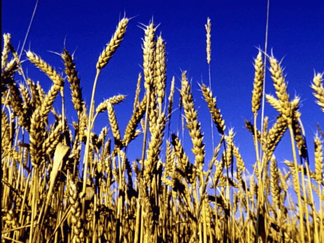 Closeup of field grains